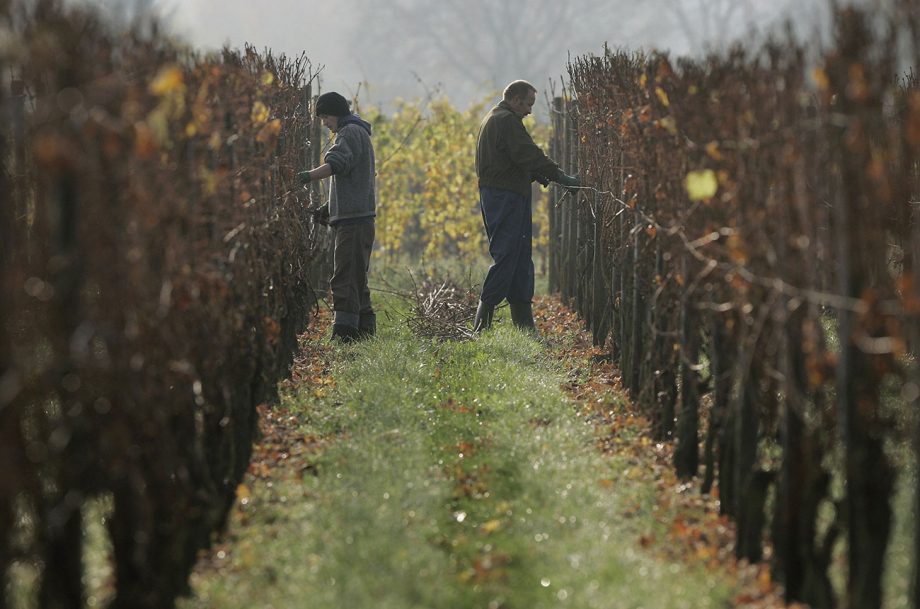 Climate change blamed for failed German ice wine vintage